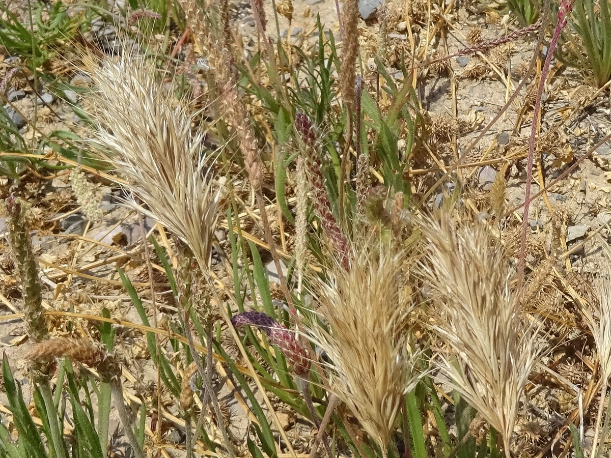 Anisantha rubens (Poaceae)